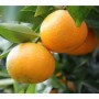 mandarina CLEMENULES
