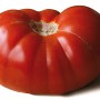 Tomate-perf